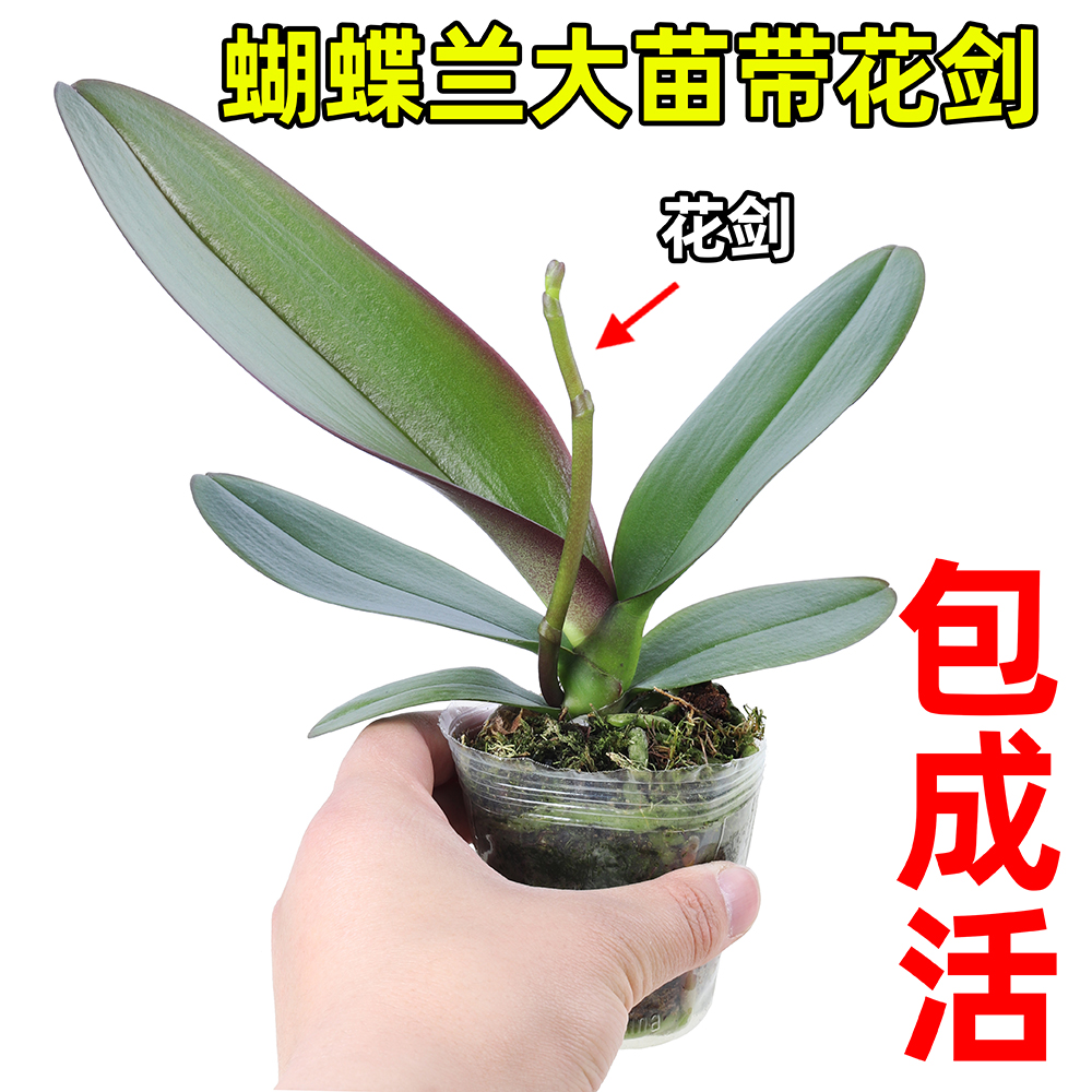 蝴蝶兰花苗盆栽带花剑 2.5寸大苗带花苞四季开花好养室内绿植花卉
