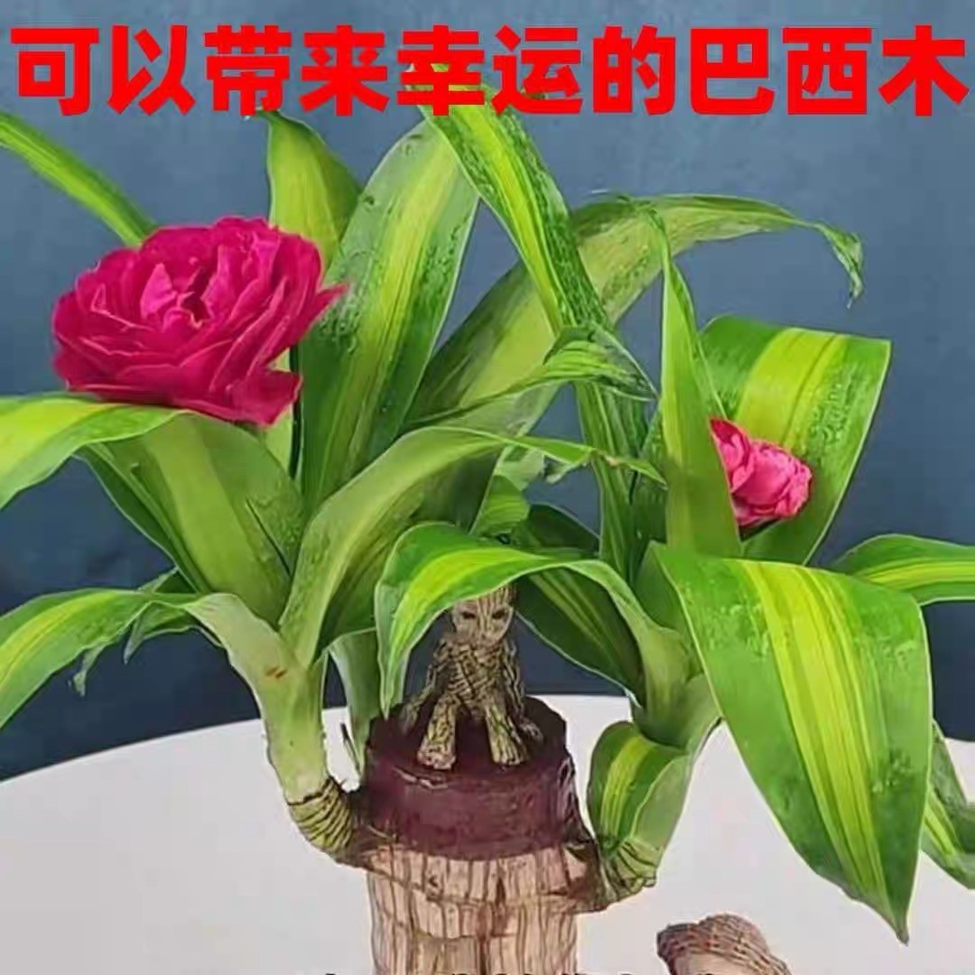 巴西木可开花室内水养幸运木格鲁特四季常青树驱蚊草花卉盆栽绿植