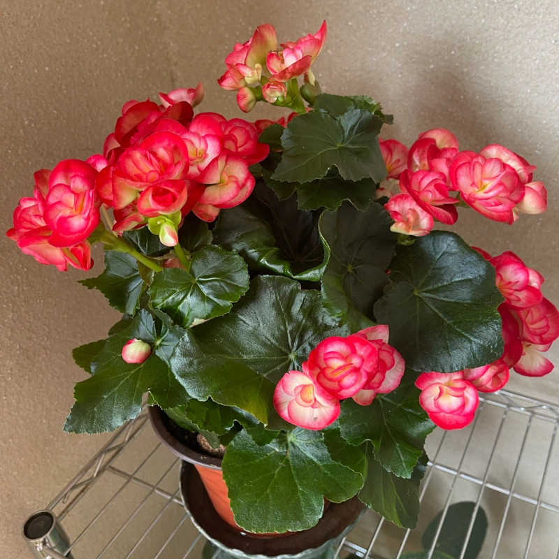 丽格海棠重瓣带花发货四季海棠玻璃翠花卉盆栽花玫瑰海棠室内花卉