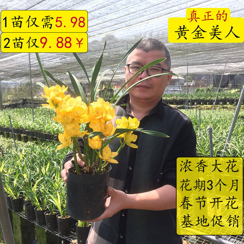 匠情浓香四季兰花苗黄金美人大花蕙兰浓香花大好养室内花卉盆栽绿