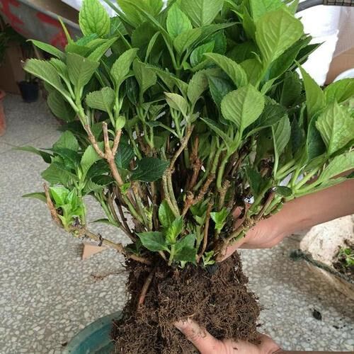 无尽夏绣球花苗 价格 怎么样 图片