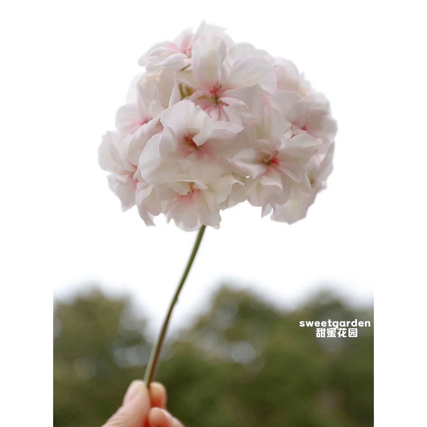 进口天竺葵兔子粉国王特出苹果花驱蚊直立垂吊盆栽花卉阳台四季开