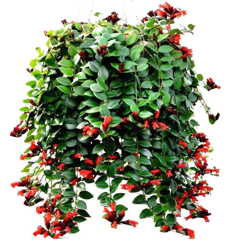 易成活的花卉办公室口红吊兰盆栽家庭室内阳台垂吊四季观花植物苗