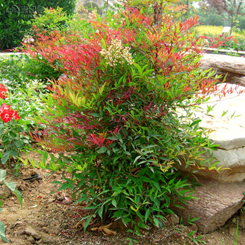 火焰南天竹盆栽树苗绿篱室内养庭院绿化观叶植物红天竹苗盆景耐寒