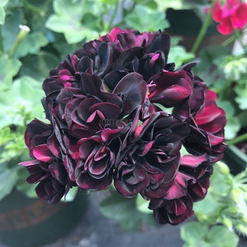 垂吊天竺葵花苗 汤姆黑玫瑰 营养钵苗 四季开花阳台盆栽