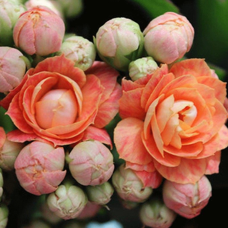 进口名贵长寿花稀有大花巴黎长寿花复色大鹏达科塔盖茨安娜公主