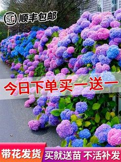 绣球花苗无尽夏盆栽带花特大老桩室内阳台庭院四季开花卉绿植植物