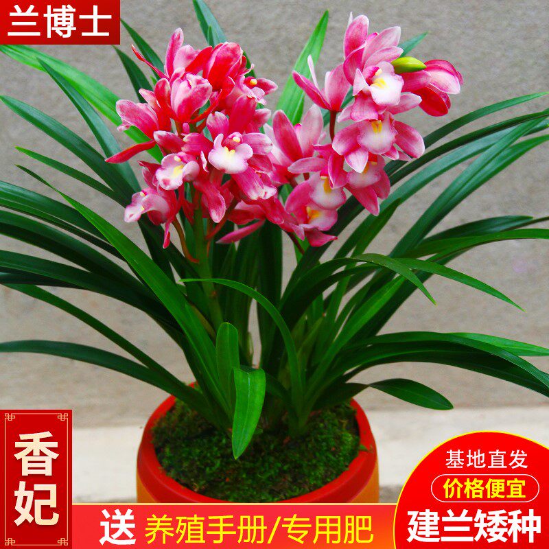 兰花苗带花苞【香妃】矮种室内花卉盆栽客厅植物好养四季兰兰草