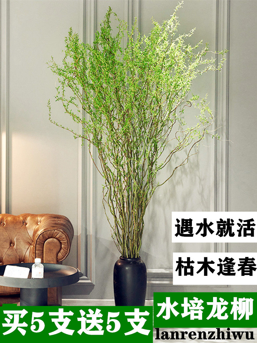龙柳鲜枝插花客厅水培植物花卉吊钟鲜花四季好养活水养干枝支雪柳