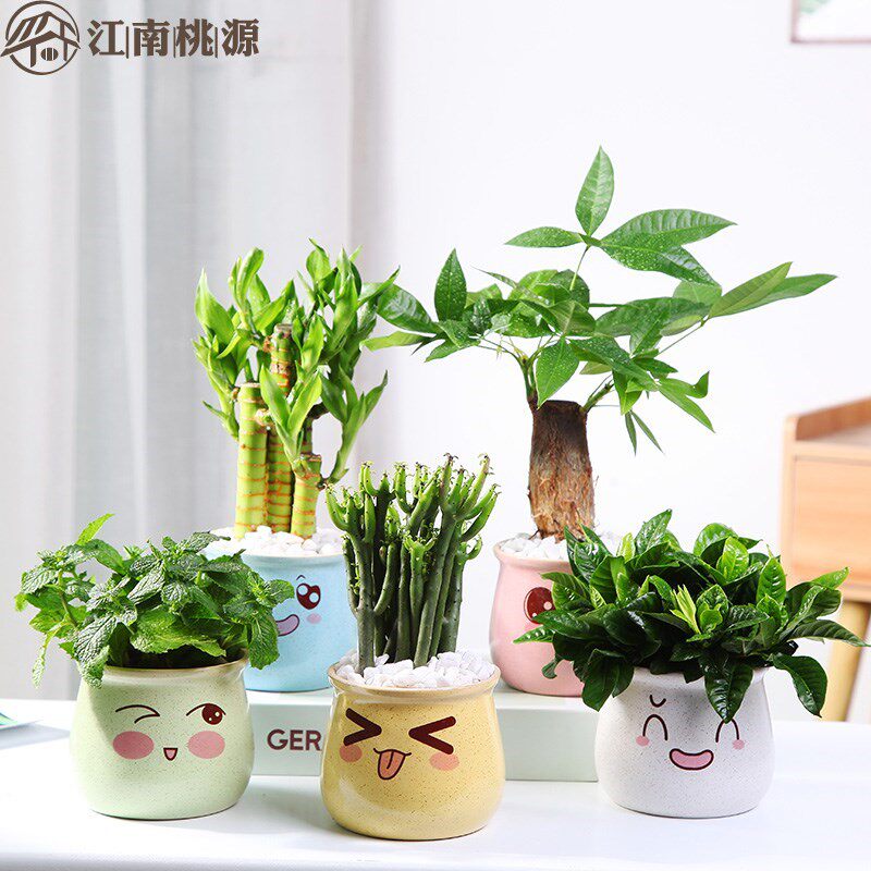 幼儿园小朋友养的植物栀子花盆栽办公室绿植竹薄荷桌面好养植物