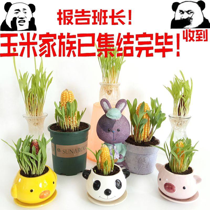水培黄玉米棒盆栽学生幼儿园观察植物蔬菜生长过程植物角趣味另类