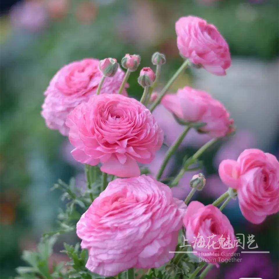 耐寒洋牡丹草牡丹盆栽花毛茛芹叶牡丹花苗阳台庭院耐寒好养包邮