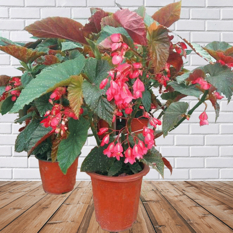 四季开花竹节海棠秋海棠 盆栽花卉观花植物室内迷你盆栽