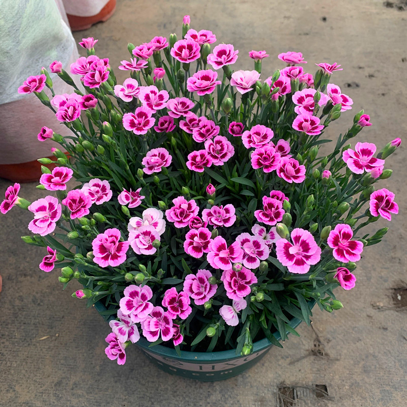 蜜桃派欧石竹盆栽初吻带花苞康乃馨庭院阳台四季开花五彩花卉包邮