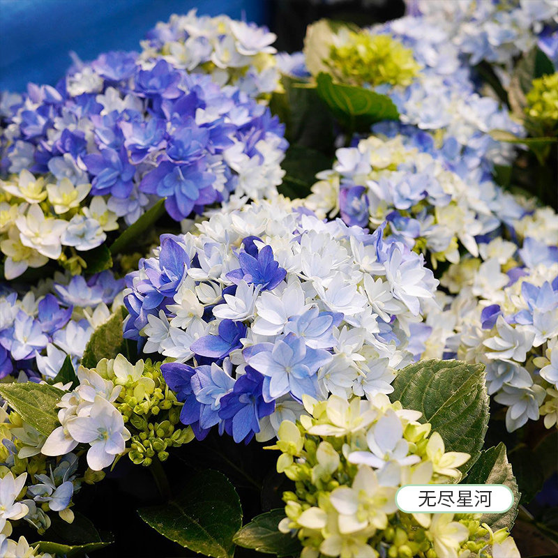 易多梦幻绣球花盆栽无尽星河星集无尽夏绣球花苗盆栽大花阳台花卉