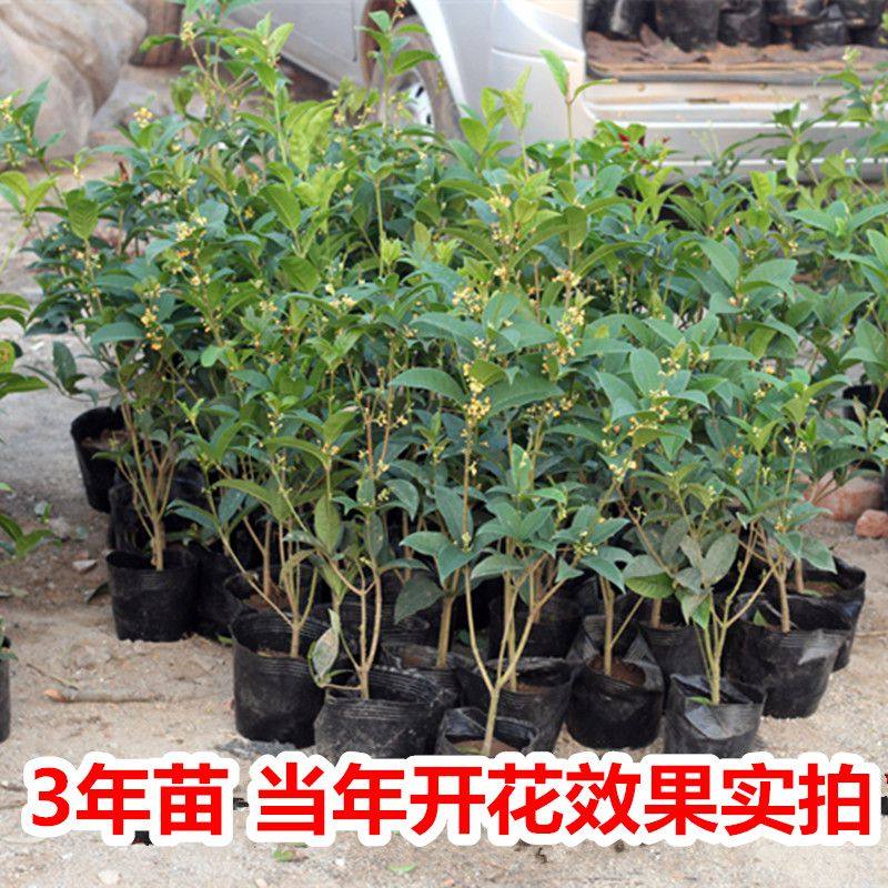 桂花苗盆栽室内四季开日香桂浓香型非嫁接金桂丹桂沉香桂花好养