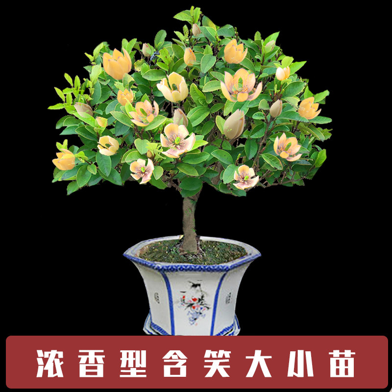 含笑花盆栽树苗室内阳台浓香型四季常青庭院花卉春秋盛花期好养活