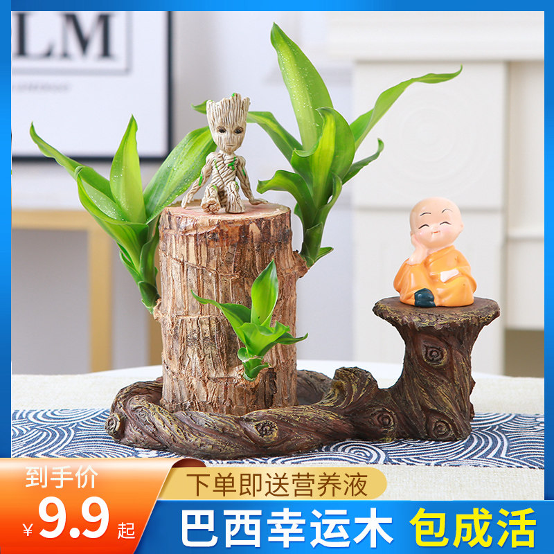 巴西木带芽水养幸运木开花格鲁特绿植室内桌面好养水培植物