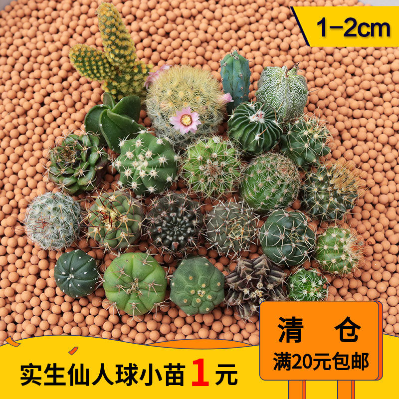 实生仙人球小苗 星兜开花稀品种苗有鸾凤玉仙人掌组合新手小盆栽