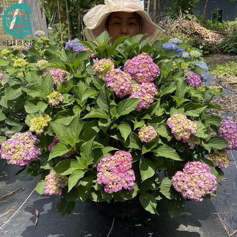品种绣球大苗纱织小丑万华镜蒂亚娜阳台庭院今年可开花旺峰源农场