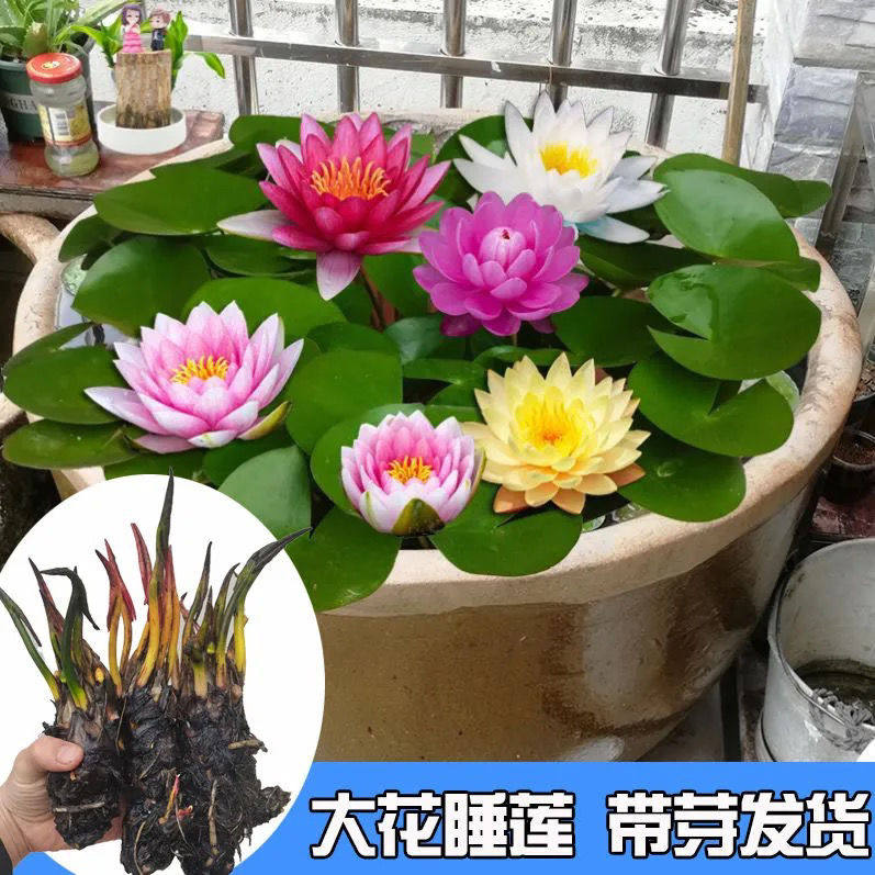 睡莲水培植物四季观赏莲花水生盆栽荷花苗根带花苞水池塘水养花卉