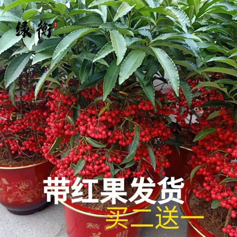 金玉满堂花 盆栽植物带果发货富贵籽盆栽黄金万两室内客厅绿植朱