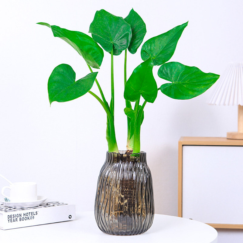 滴水观音绿色观叶植物办公室客厅大型绿植发财树盆栽花卉净化空气