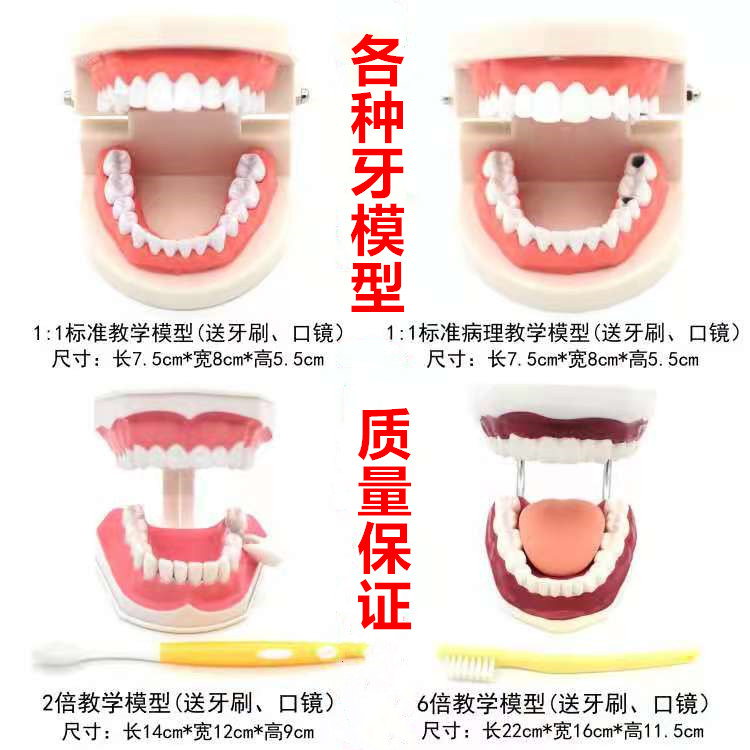 牙科标准牙模型牙齿模型牙模教学假牙幼儿园刷牙练习口腔儿童模型 美容美体仪器 其它口腔护理设备 原图主图