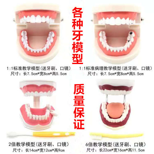 牙齿模型牙模教学幼儿园练习