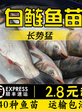 鱼苗活体淡水饲料大头花鲢鳙