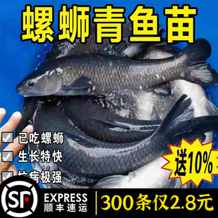 特大青鱼苗淡水养殖食用活鱼灰草黑皖螺蛳青鱼一斤冷水观赏青鱼苗