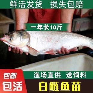 白鲢鱼苗鲢鳙水鲢跳鲢鲢子花鲢鱼苗淡水鱼苗活体草鱼鲤鱼四大家鱼