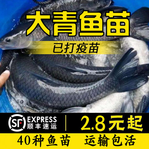 青鱼养殖价格 青鱼养殖图片 星期三