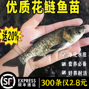 花鲢鱼苗淡水养殖食用活鱼胖头特大鲢鳙雄鱼冷水观赏大头鱼苗