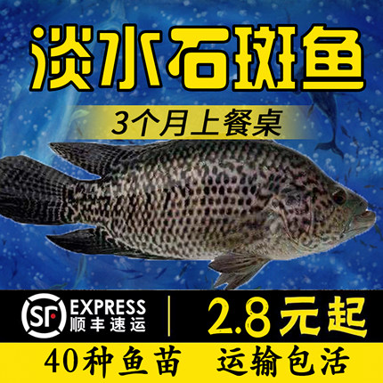 淡水石斑鱼苗活体淡水养殖食用易养活观赏鱼大型鱼凶猛鱼路亚鱼苗