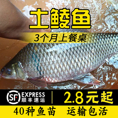 鲮鱼苗麦活体淡水养殖可食用观赏