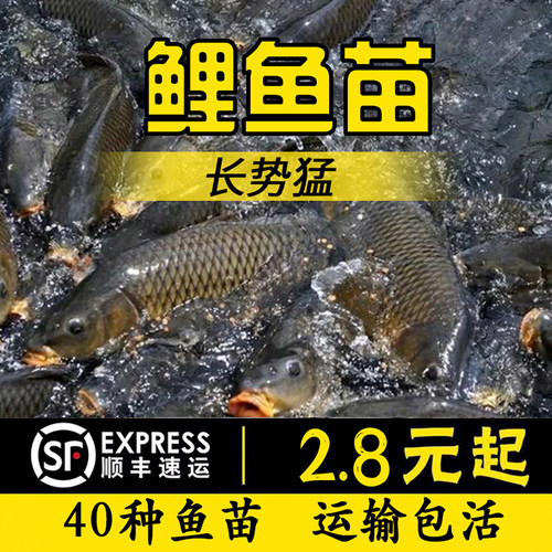 大全草鱼花白螺丝本地淡水养殖