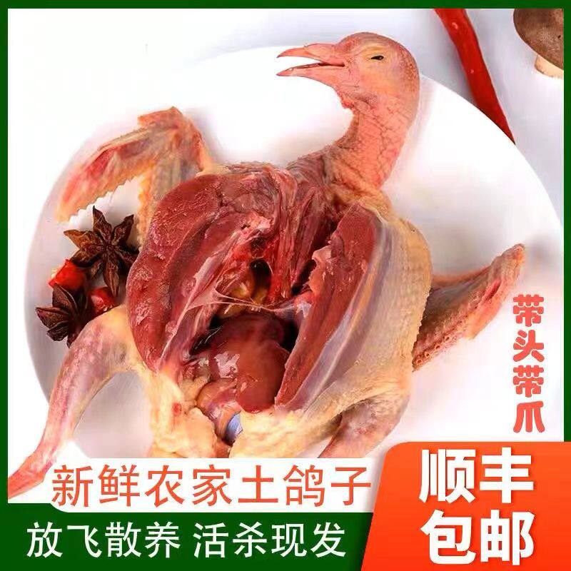 【农家散养】2只1-2年老鸽子肉新鲜现杀乳鸽子老土鸽子顺丰包邮
