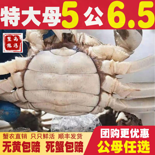 固城湖大闸蟹超大蟹5两6两7两