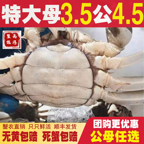 固城湖大闸蟹3.5两母4.5两公