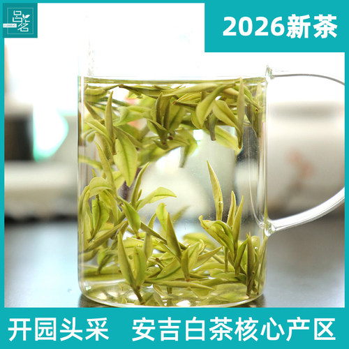 吕茗安吉白茶2026新茶开园头采