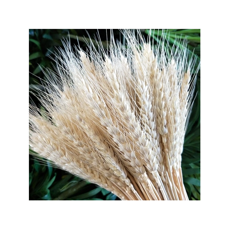天然干花花束装饰拍摄道具麦穗