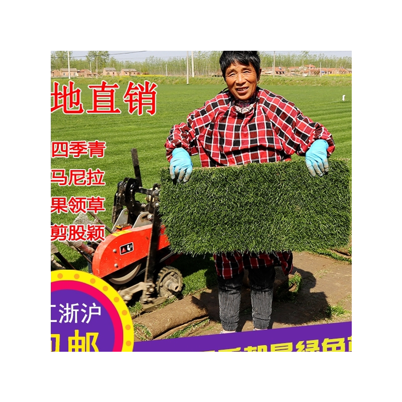 泥土耐寒剪股颖四季青马尼拉草皮
