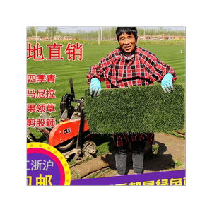 泥土耐寒剪股颖四季青马尼拉草皮