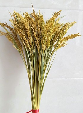 稻穗装饰 纯天然真稻子稻谷干花 桌摆造景布景 丰收拍摄影道具