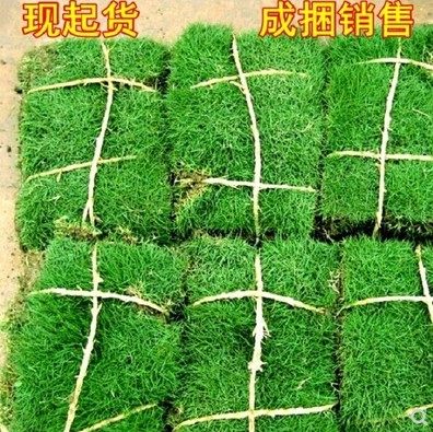 四季青带泥土马尼拉庭院果岭草