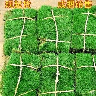 带泥土真草皮马尼拉四季青果岭草草坪草坪庭院绿化植物四季常青