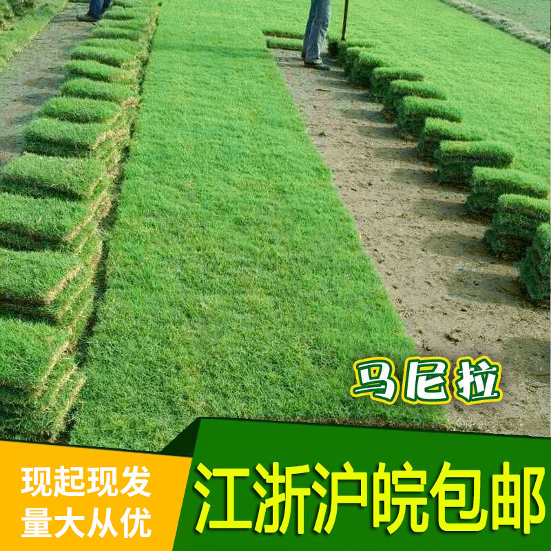 带泥土真草皮马尼拉四季常青果草剪股颖别墅庭院园林绿化护坡草坪