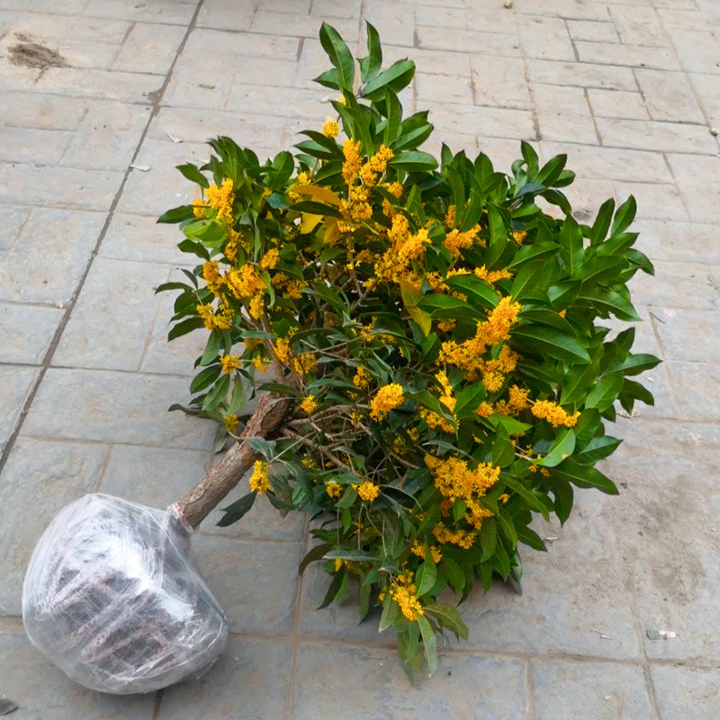 桂花树苗四季桂大型花卉八月庭院原生高杆金丹天香台阁沉香地盆栽|ruв категории семья/личные чистящие средства, домашнюю работу/слово уборка посуды, 一次性围裙 - от Buy2taobao.com для оказания профессиональной услуги покупки агента Taobao