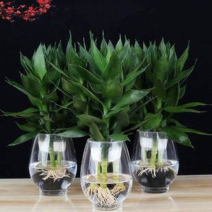常青 观音竹富贵竹水养玻璃花瓶水培盆栽植物室内客厅绿植花卉四季